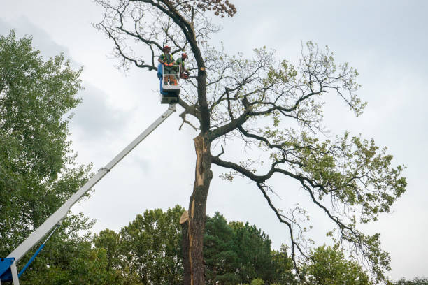 Best Emergency Tree Removal  in Prescott, AR