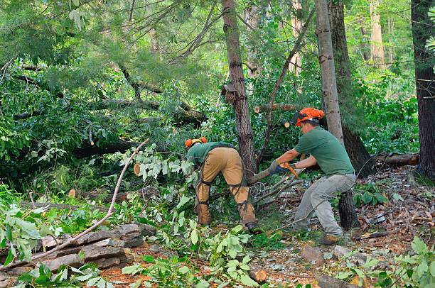 Best Lawn Grading and Leveling  in Prescott, AR